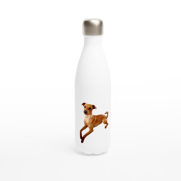 Bouteille d'eau Chien Pinsher