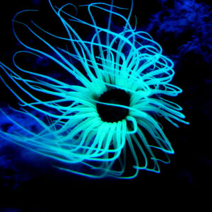 Impression photo - Algue sous-marine