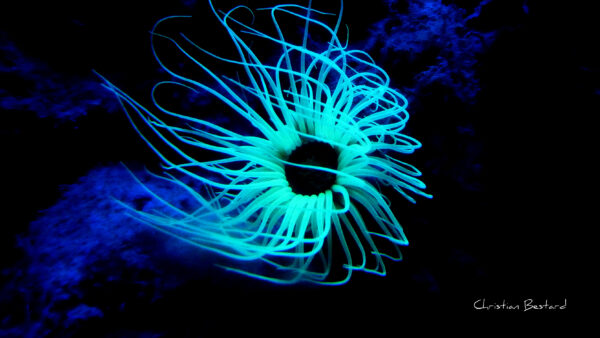 Impression photo - Algue sous-marine