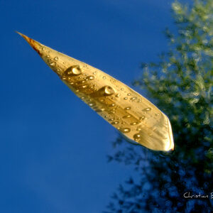 Impression photo - Feuille sur eau