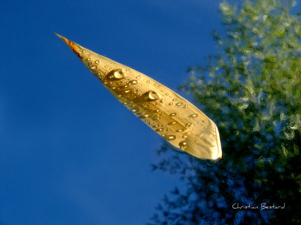 Impression photo - Feuille sur eau