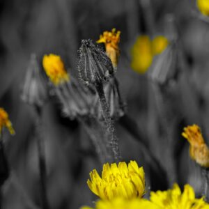 Impression photo - Bourgeon