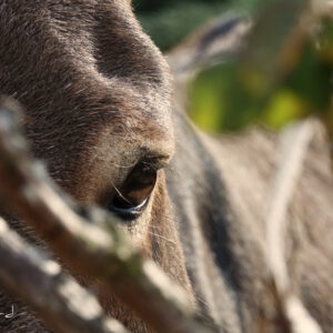 Impression photo - Œil Arthur