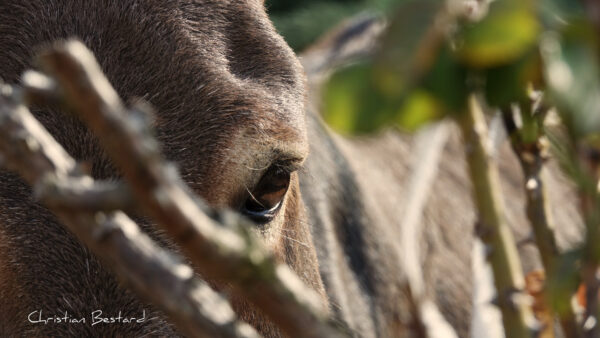 Impression photo - Œil Arthur