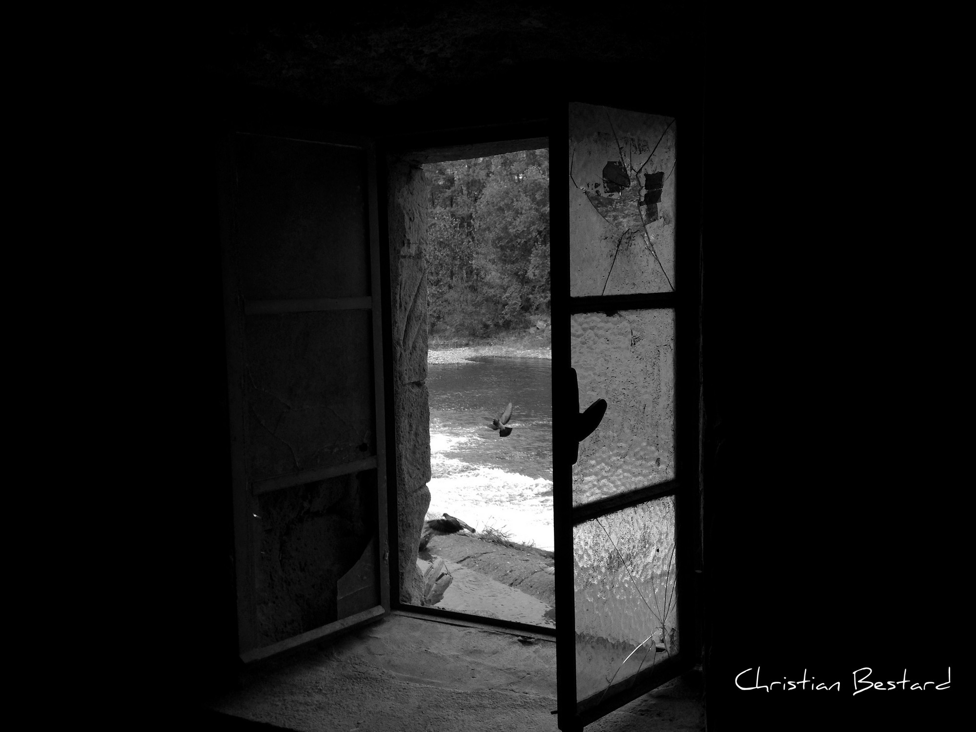 Impression photo - Fenêtre oiseau
