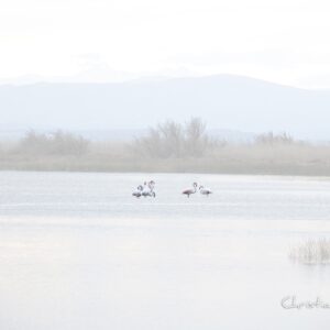 Impression photo - Flamands roses