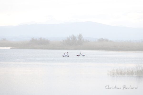 Impression photo - Flamands roses