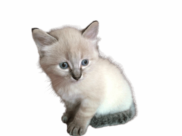 Magnets Animaux – Image 5