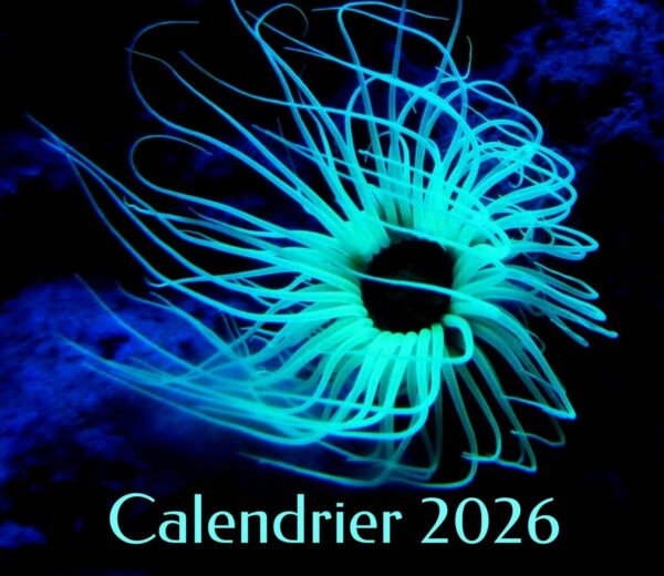 Calendrier 2026 – Image 2