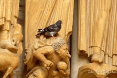Pigeon à la cathedrale de Chartres