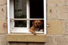 Les 3 chiens