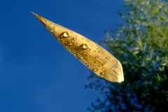 Une feuille sur l'eau