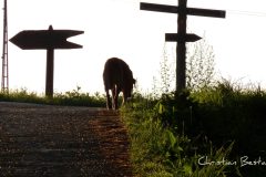 Chien au coucher de soleil